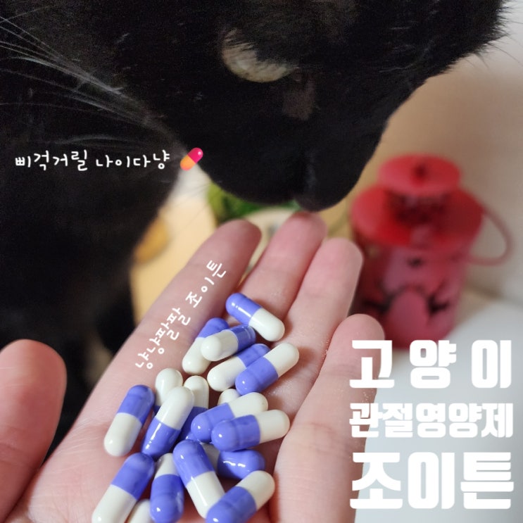 고양이 관절영양제 시니어 냥이들의 관리 비법