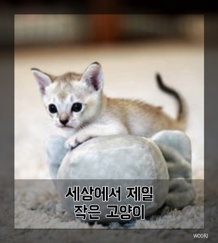  세상에서 제일 작은 고양이, 싱가푸라