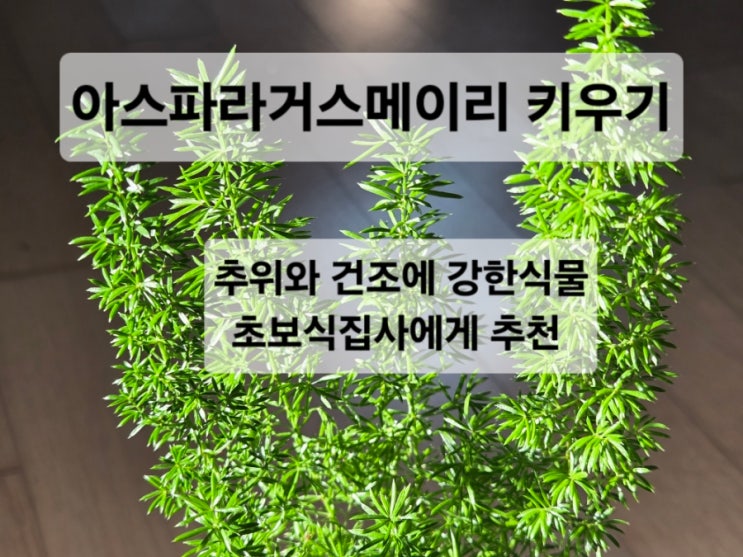   아스파라거스 메이리 키우기/특징/온도/햇빛/물 주기/바람/분갈이