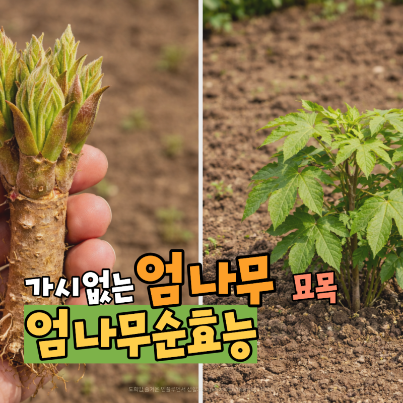 가시없는 엄나무 묘목 심는 시기부터 엄나무순 엄나무의 효능정리
