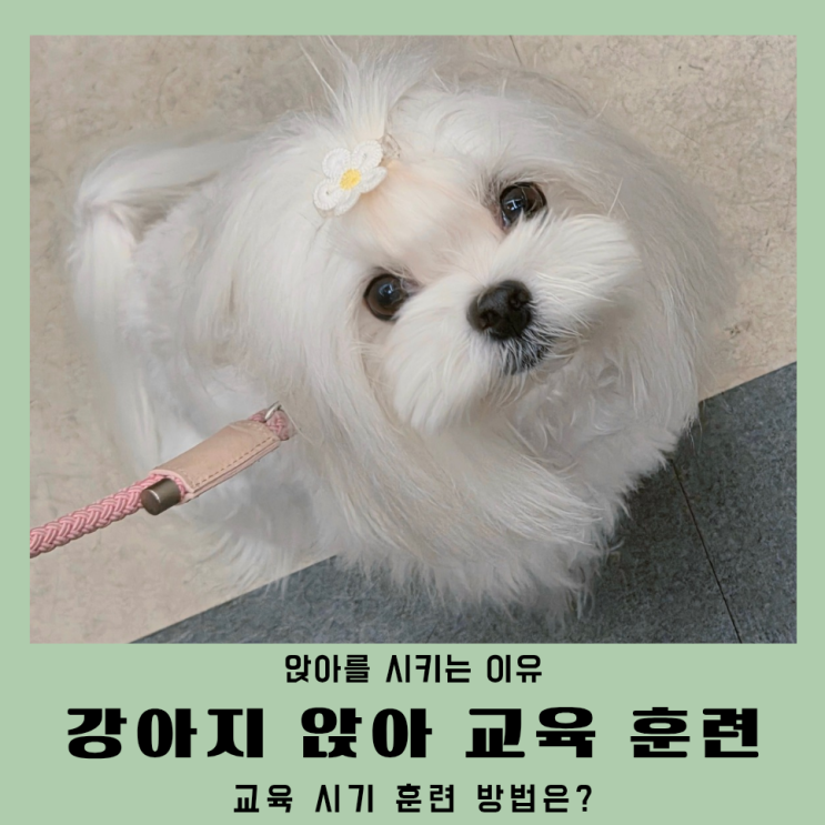  강아지 앉아 교육 훈련 이유 시기 방법 가이드