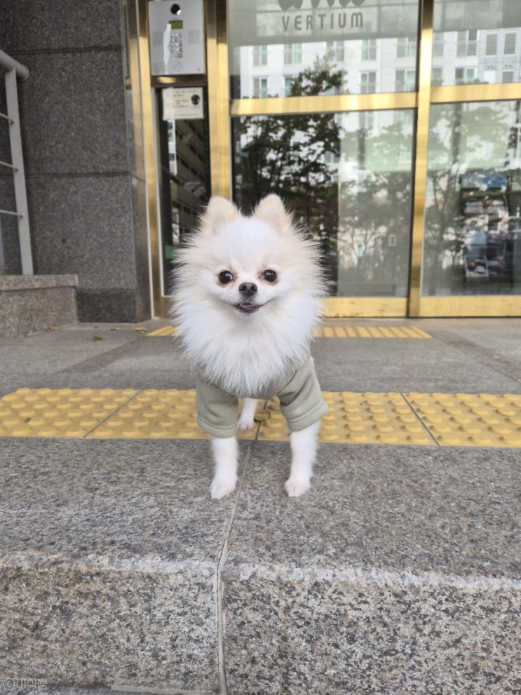  포메라니안 강아지 눈물 자국 없에기 성공?!?! 많이 좋아진 보리의 눈물 자국 !! (feat. 라부부 그리고 심리테스트)