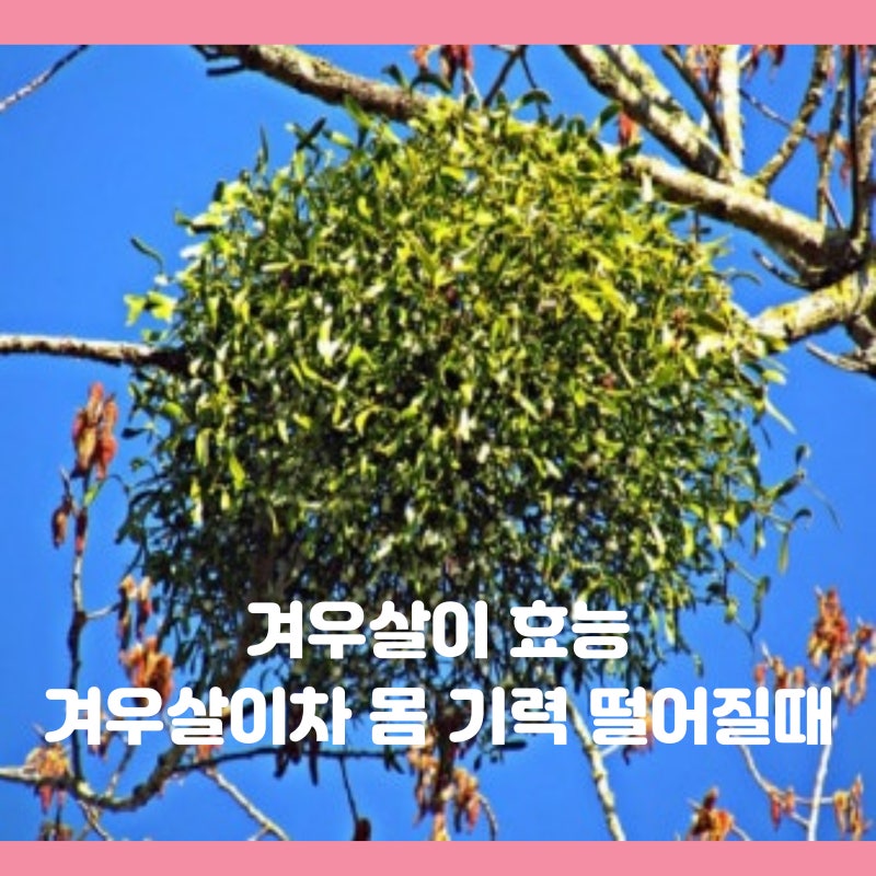 겨우살이 효능 TOP 6 겨우살이차 먹는법 기운이 떨어질때 드셔보세요