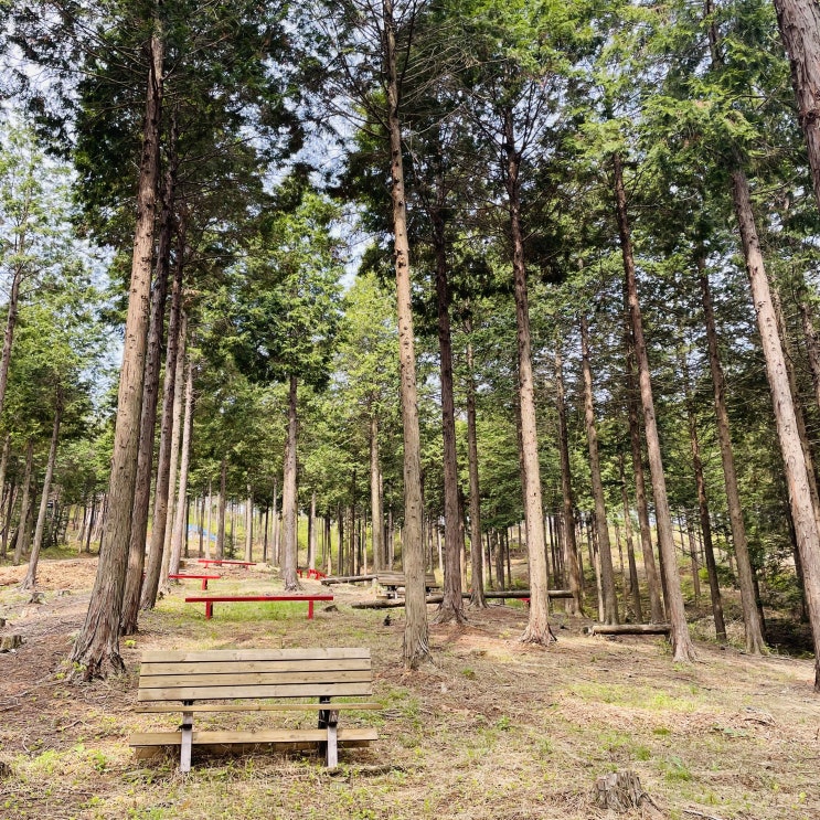  지친 몸과 마음을 깨우는 사천편백림, 피톤치드 산림욕이 우리 몸에 미치는 영향