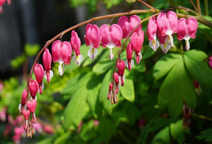  금낭화 꽃말 특징에 대해 알아보기