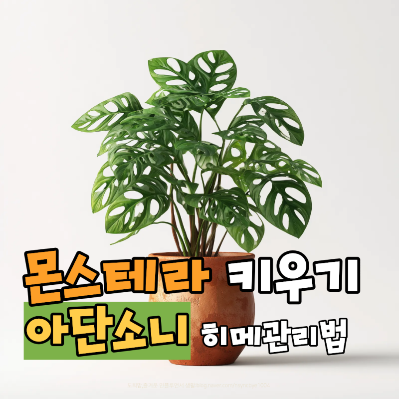 몬스테라 가지치기부터 키우기까지 아단소니 히메 관리법 정리