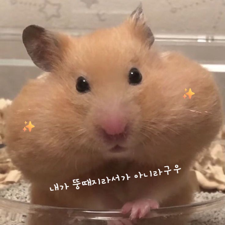  햄스터 볼주머니 빵빵한 볼에 무슨일이?