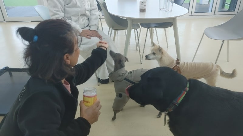 느티나무