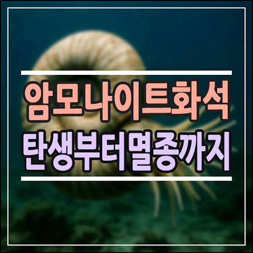  암모나이트 화석, 왜 이렇게 유명할까? 생김새부터 멸종 이유까지 정리