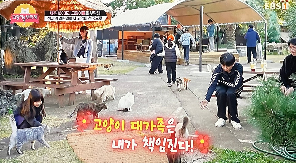 캣월드카페 사진 5