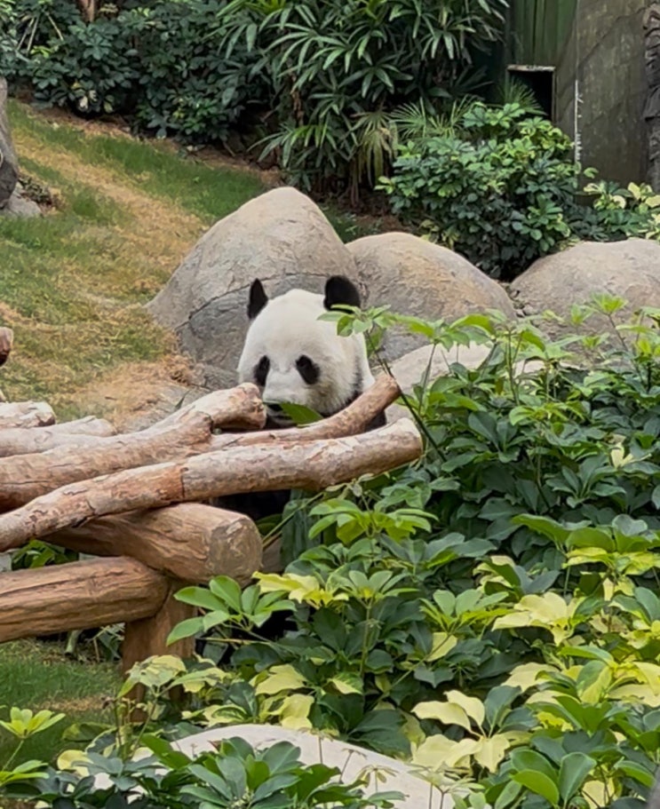  홍콩 오션파크 팬더 관람 후기 및 입장권 할인