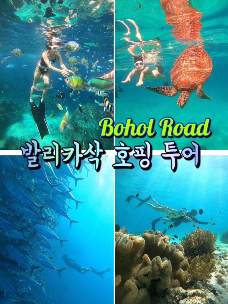  보홀 발리카삭 호핑투어 업체추천 보홀로드 후기