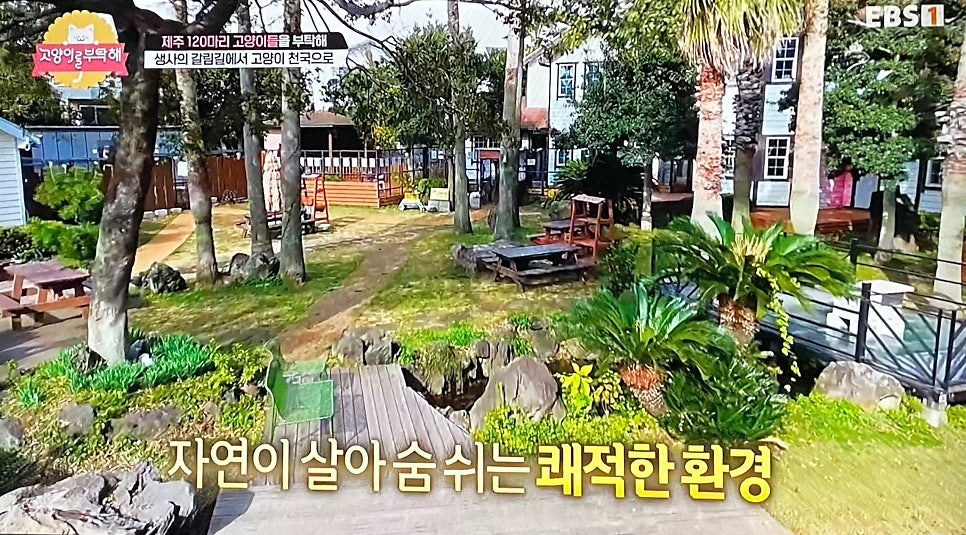 캣월드카페 사진 4