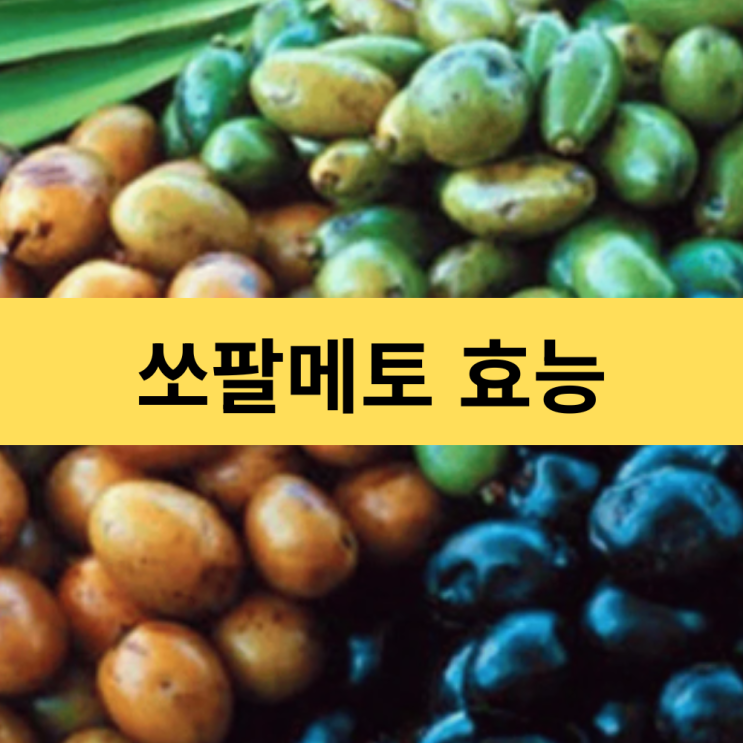  쏘팔메토효능 쏘팔메토 복용시간 | 남성전립선에 좋은 선택