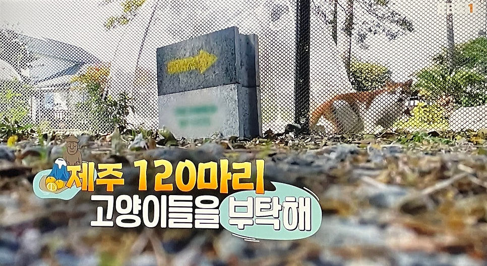 캣월드카페 사진 1