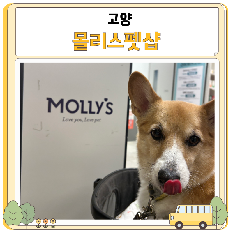 몰리스펫샵 강아지옷 개모차 간식 고양 스타필드 방문