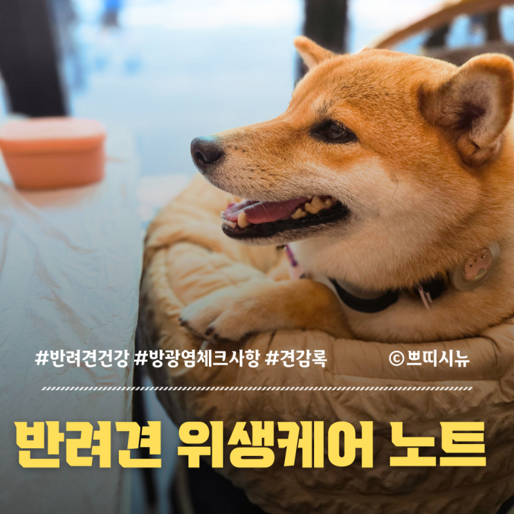  강아지 방광염 재발 요인, 생활 환경을 점검해야 하는 이유