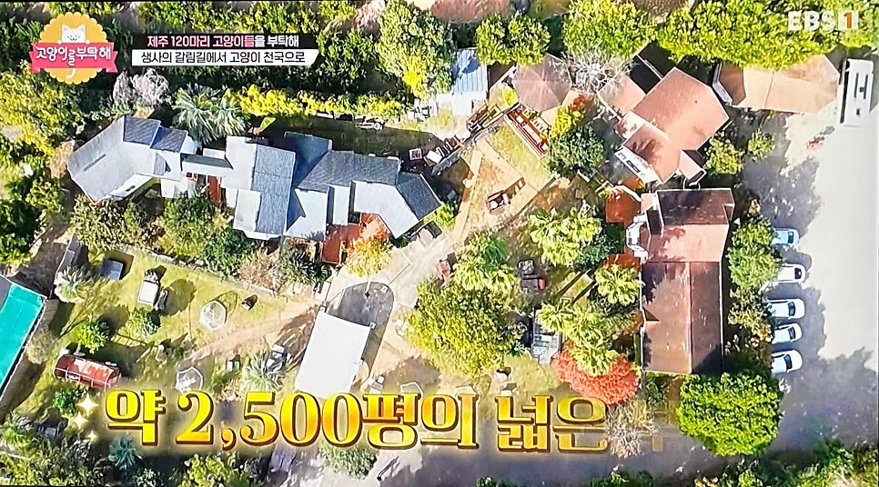 캣월드카페 사진 3