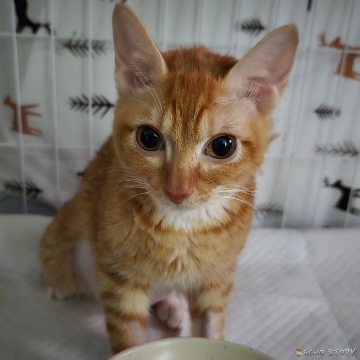  고양이 복막염 재발 치료 중 보행 문제와 식사 변화 기록