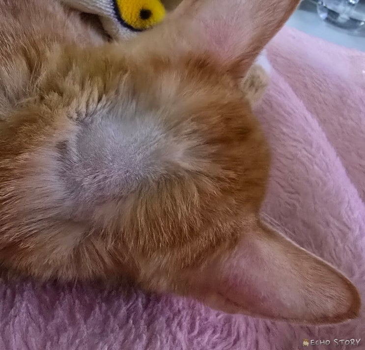  고양이 복막염 재발, 뇌수두증 거의 확정…CSF 결과 대기 중