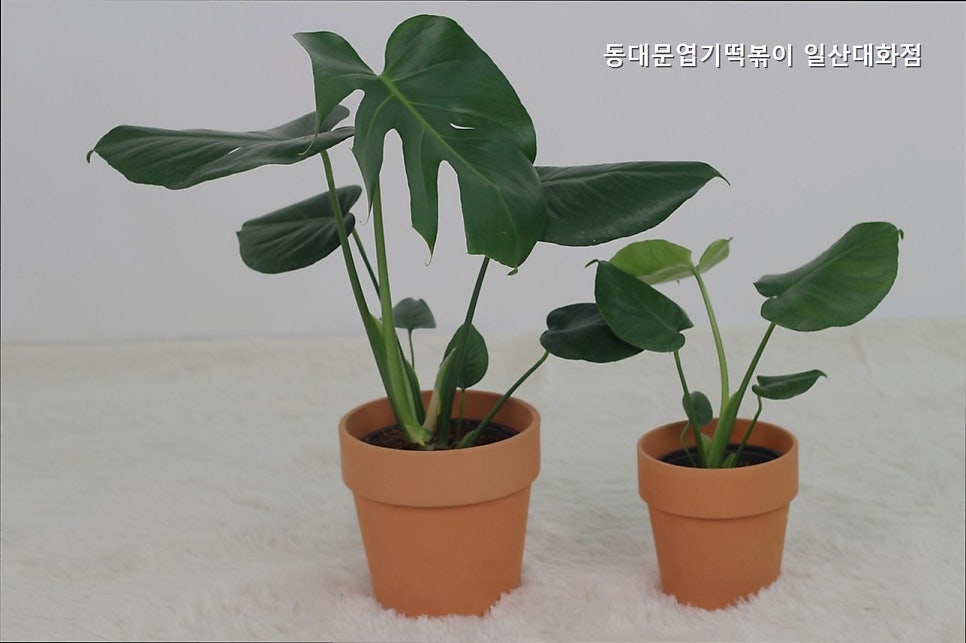 동대문엽기떡볶이 일산대화점 사진 2