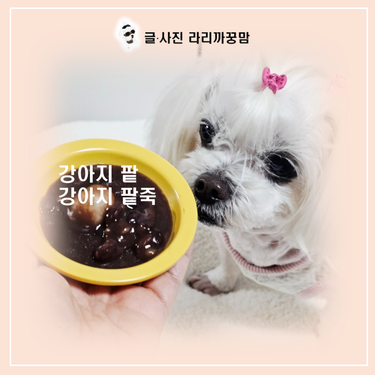  동지팥죽 먹다 강아지와 눈 마주쳤다면? 강아지 팥 급여 전 필수 체크리스트!