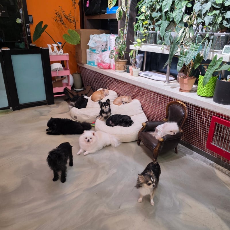플레이어스
