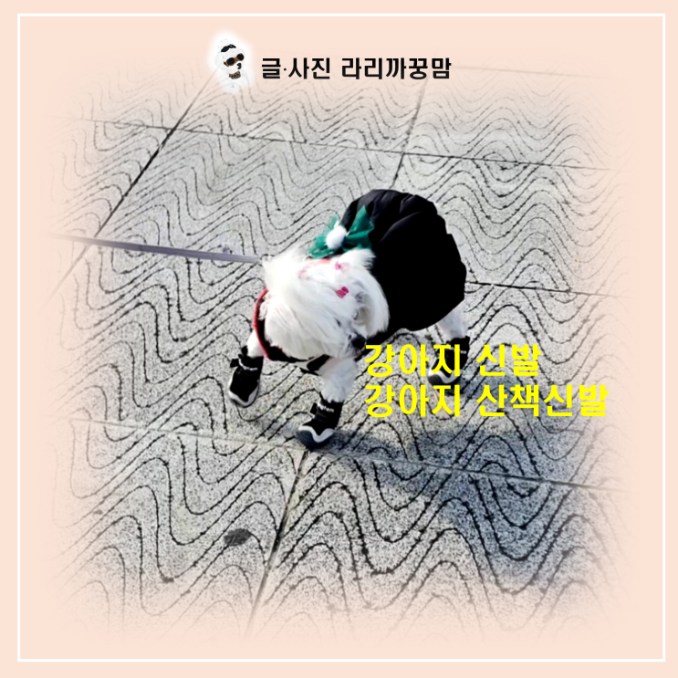  강아지 신발 사이즈 실패기? 12살 꿍이의 고장 난 발걸음과 깨달음