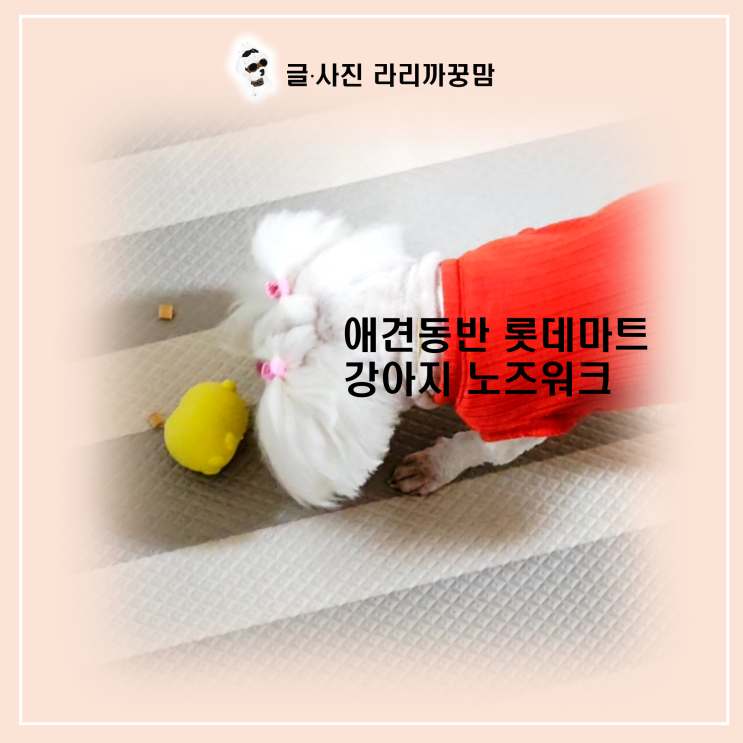  애견동반 롯데마트 나들이! 12살 꿍이와 함께한 장보기와 곰돌이 노즈워크 힐링 타임