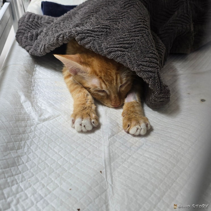  고양이 설사하는 이유, 단순 장 문제만은 아닙니다