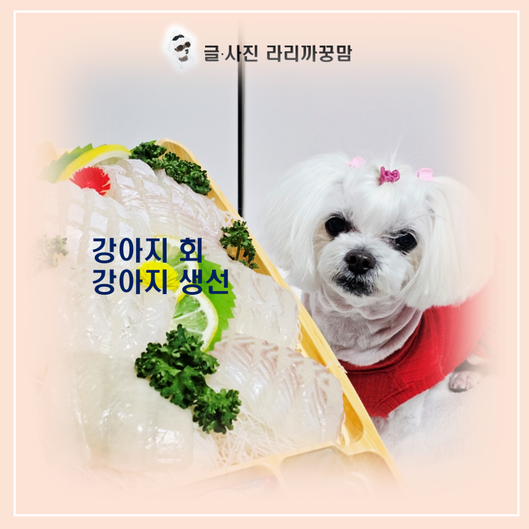  "회 한 점 줘도 될까?" 강아지 회 급여 전 필수 주의사항 3가지