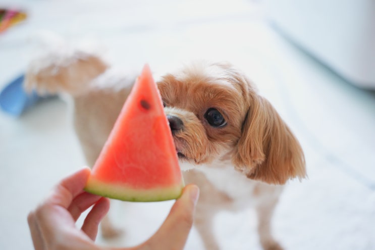  고양이 강아지 수박 효능 및 급여방법