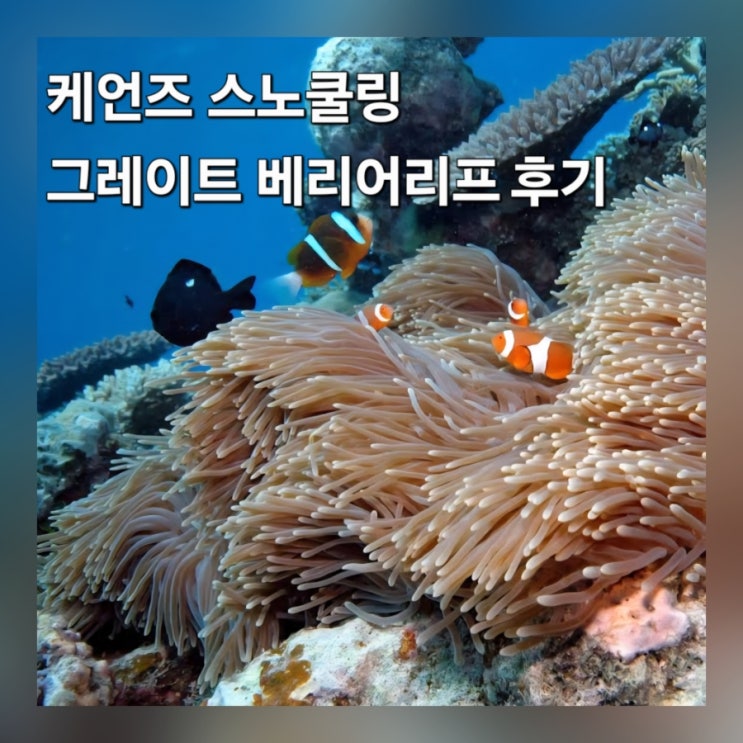 케언즈 그레이트 베리어리프 스노쿨링 선러버 크루즈 투어 후기 준비물 꿀팁