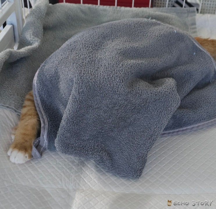  고양이 복막염 재발 치료, 퇴원 뒤 이어진 고양이 설사와 변화 기록