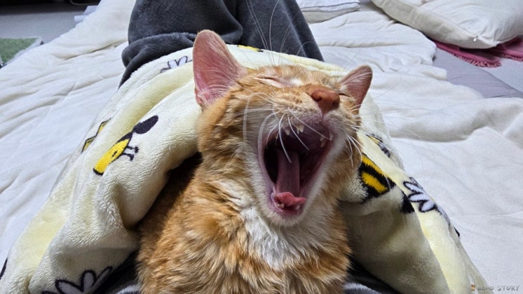  고양이 하품 이유, 졸린 게 다가 아니었던 이야기