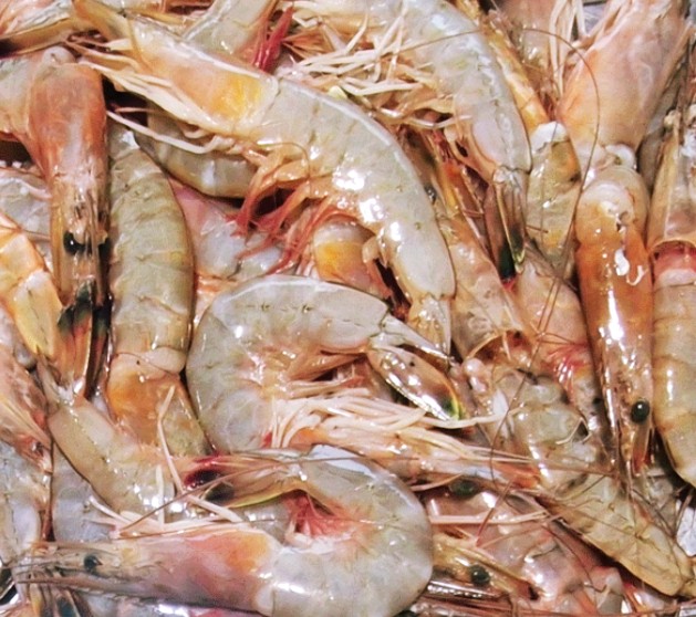  가을겨울 보양식 대하! 효능과 부작용 완벽 정리 (갑상선, 통풍 환자 주의 사항)