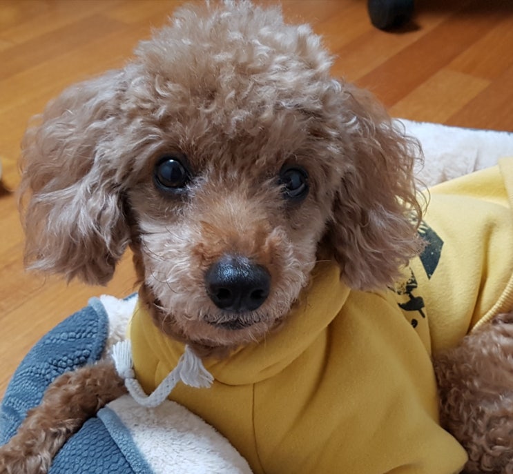  걷기 힘든 초고령견을 위해 우리가 해줄 수 있는 것들
