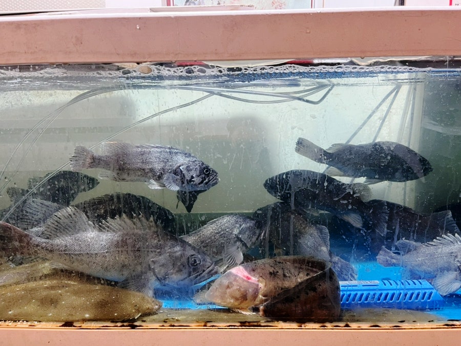 삼천포사랑도횟집 사진 4