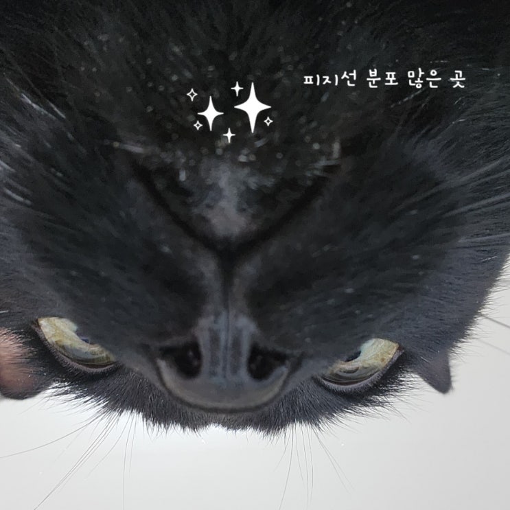  고양이 피지선 어디에 많이 분포되어 있을까?