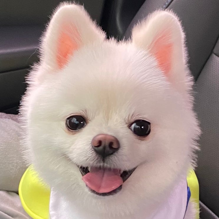  청주애견미용학원 취업과 창업을 준비하기 전 필독