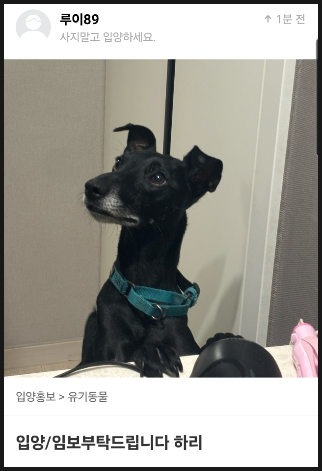  포인핸드 입양 유기견 봉사활동 하는 법