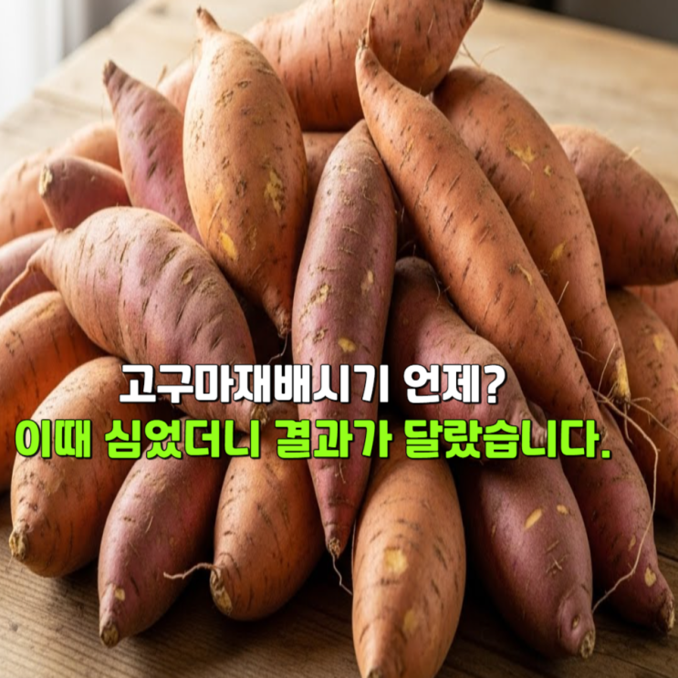  고구마재배시기 언제? 이때 심었더니 결과가 달랐습니다