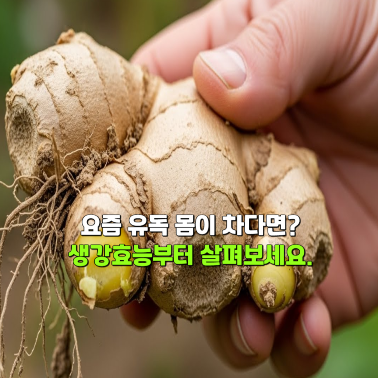  요즘 유독 몸이 차다면? 생강효능부터 살펴보세요