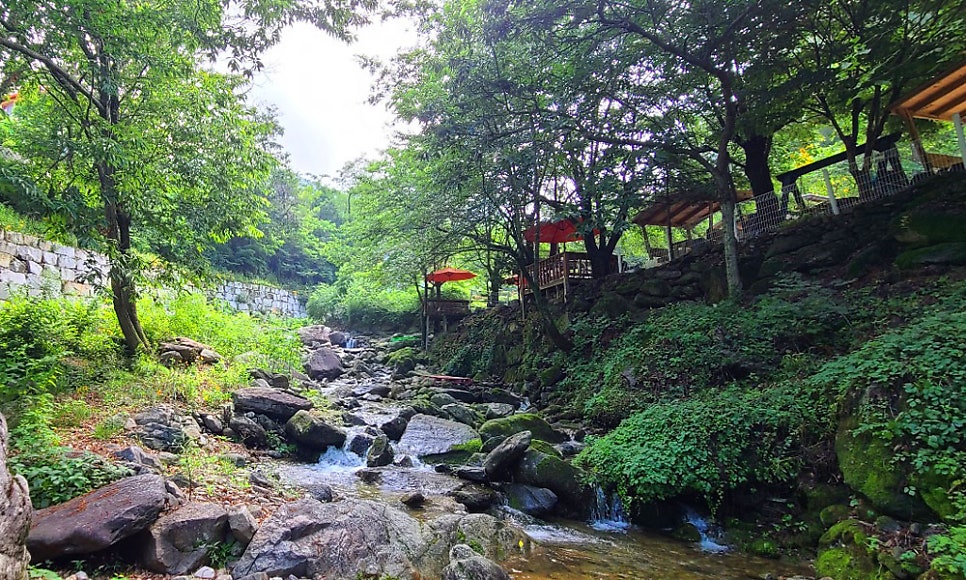 고둔치솔가 사진 4