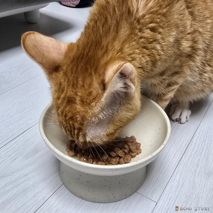  고양이 동체시력 때문에 눈앞 밥그릇을 못 찾는 이유, 모카 행동으로 알게 된 사실