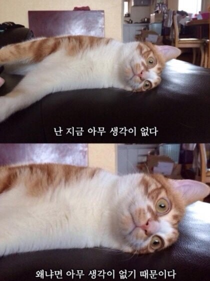 고누집 사진 1