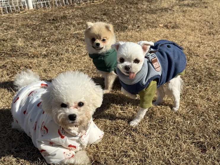  성남 애견유치원 라드독 산책교육, 사이드 포지션 사전교육이 중요한 이유