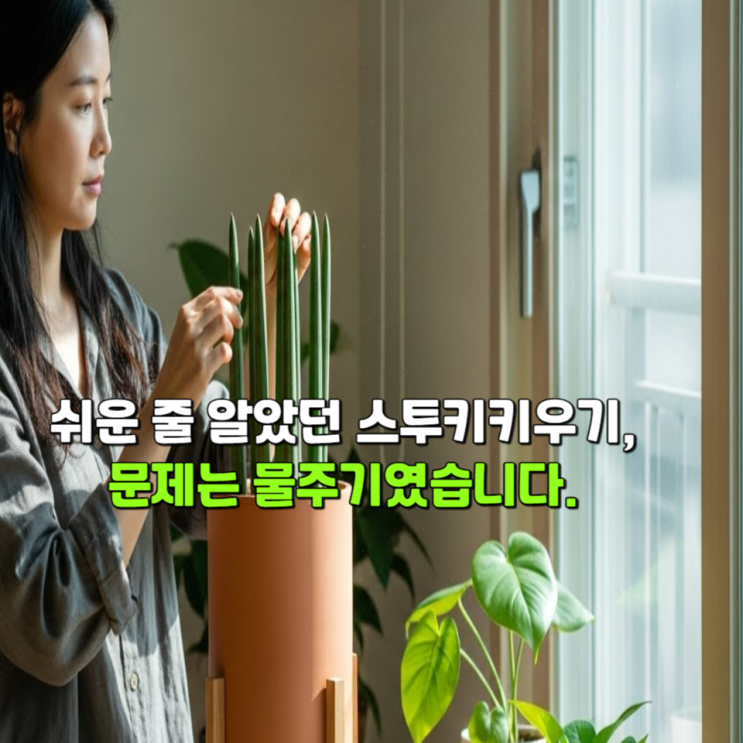  쉬운 줄 알았던 스투키키우기, 문제는 물주기였습니다