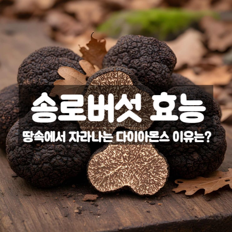  송로버섯 효능 부작용 먹는법 - 땅속의 다이아몬드라 불리는 이유