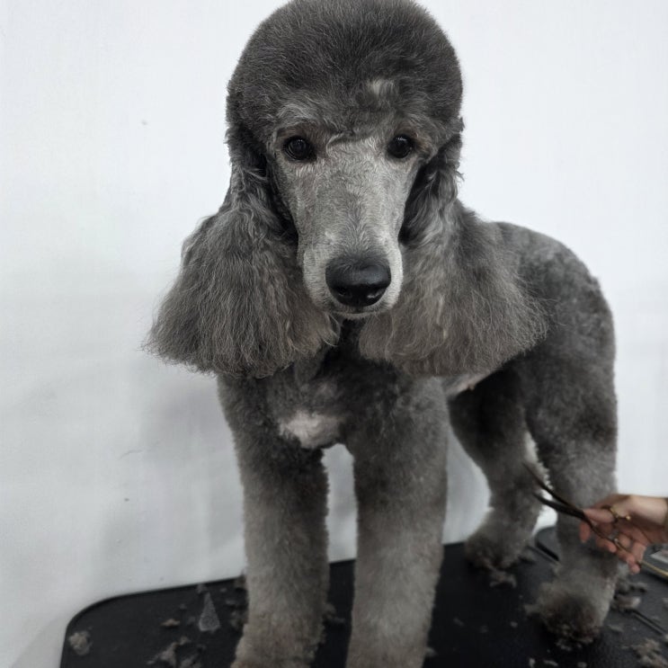  종로애견미용자격증 국비지원이면 정말 저렴할까?